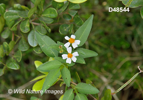 Hairy Beggarticks (Bidens pilosa)